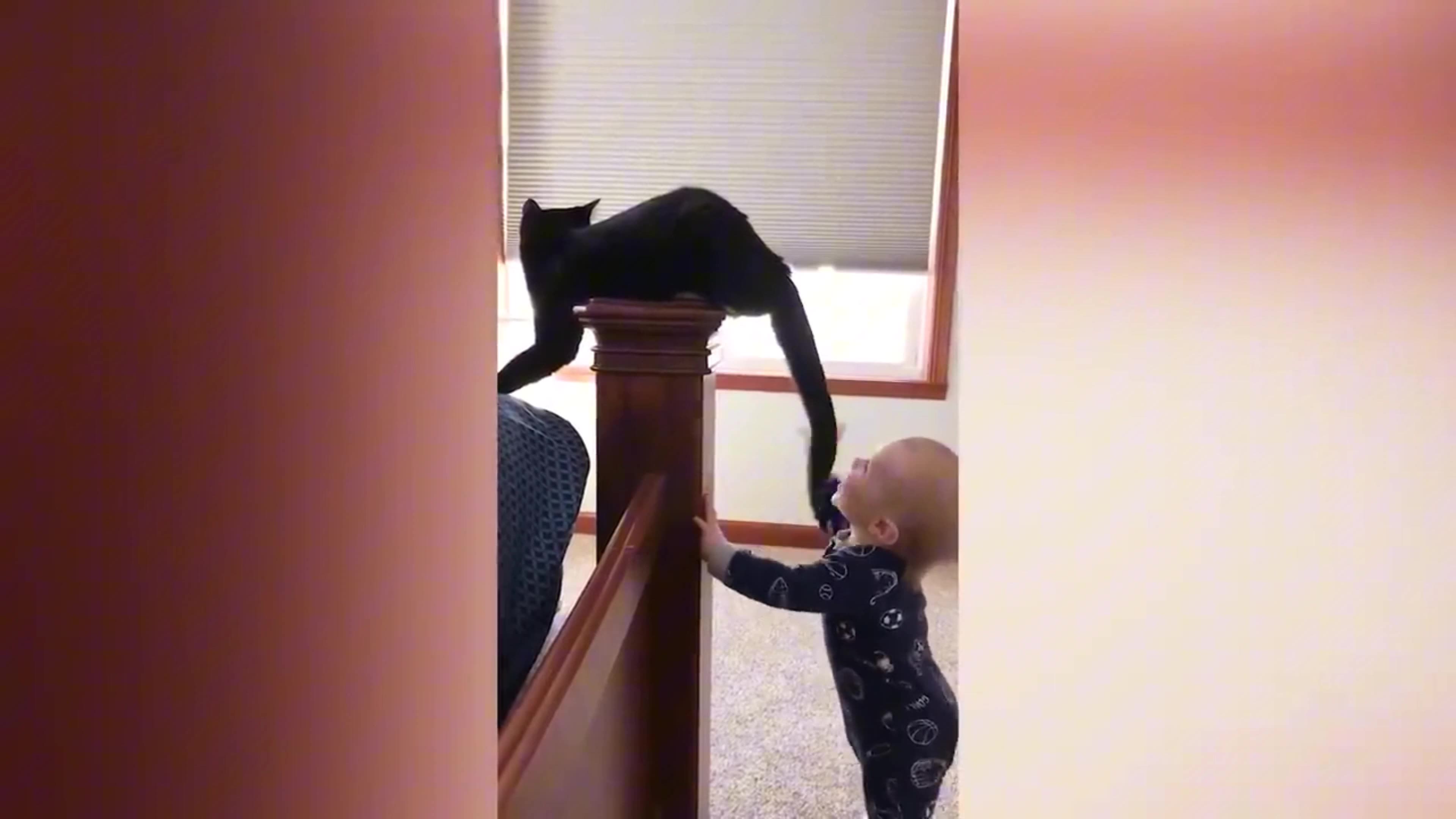 Cat Rumble Funny Cat