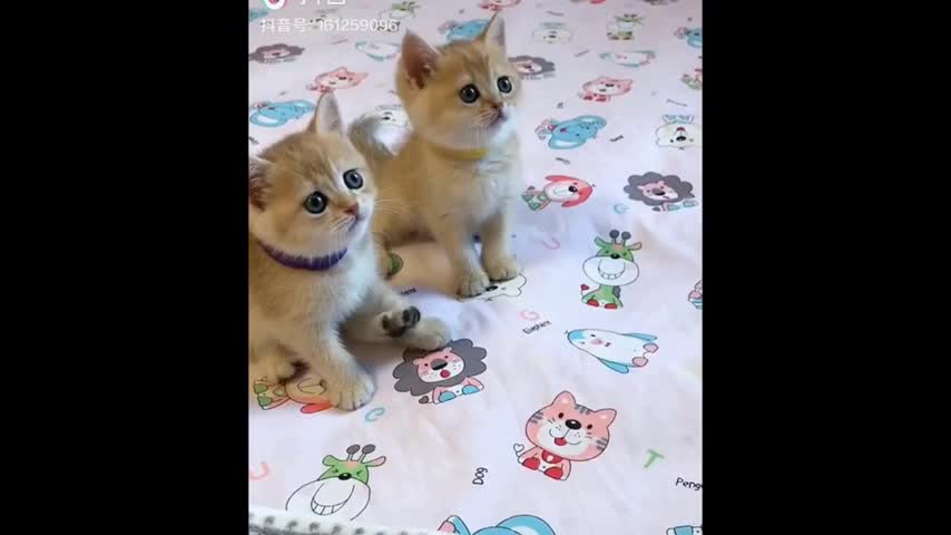 Funny videos of Cat