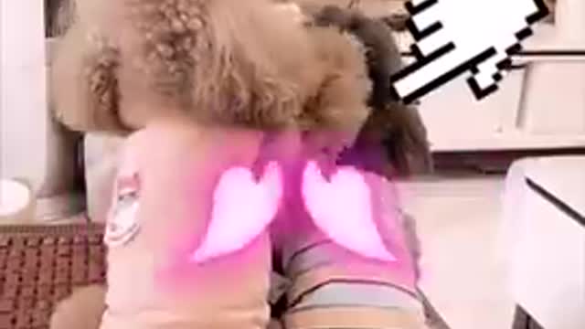 Funny Dog Videos