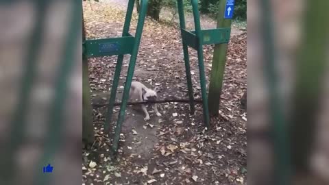 funny animal video real