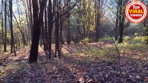 AMAZING || Rescue wild animals trapped Part 2// free animals