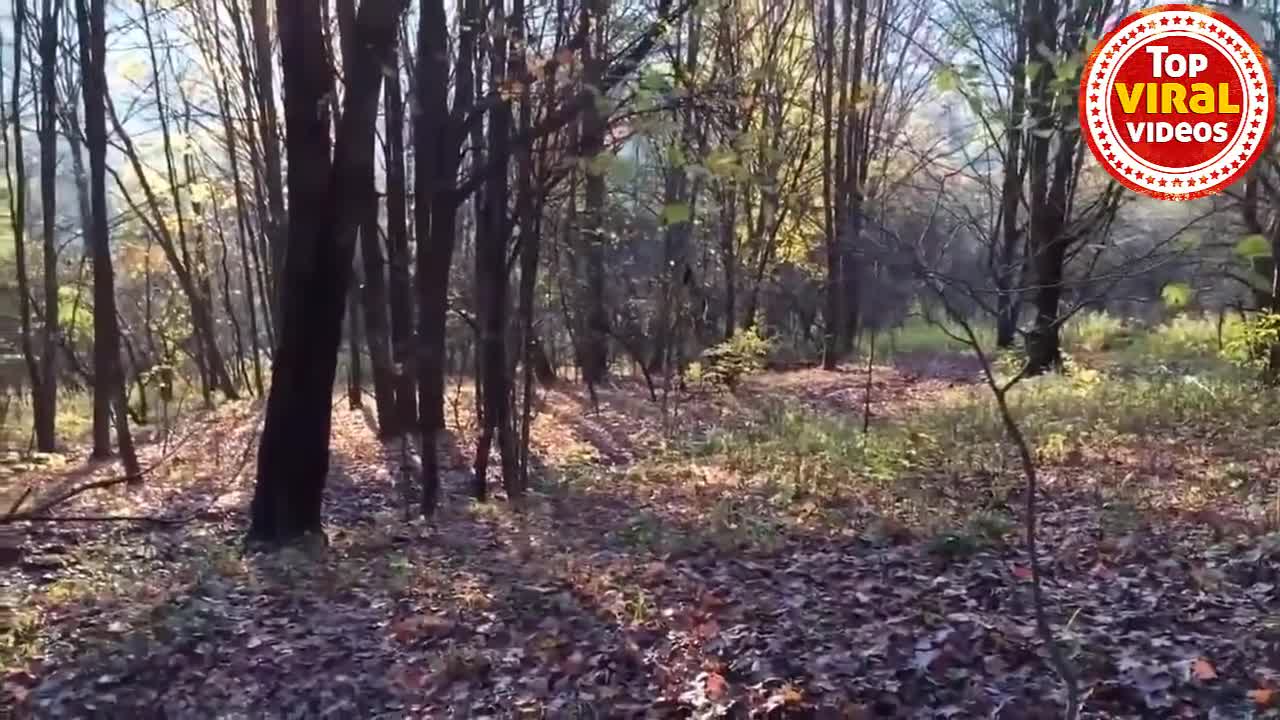 AMAZING || Rescue wild animals trapped Part 2// free animals