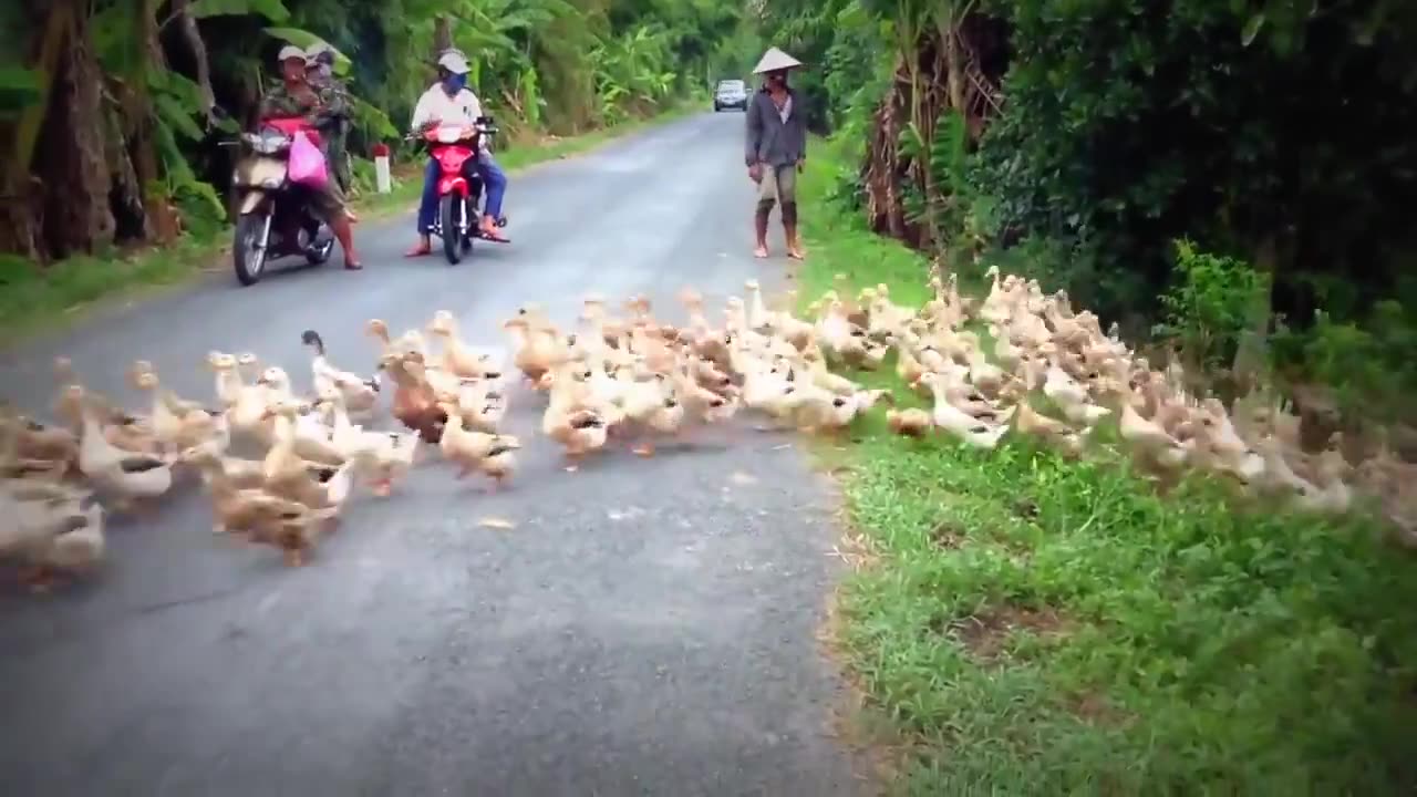 You can get stopped by rivers of ducks in Vietnam.