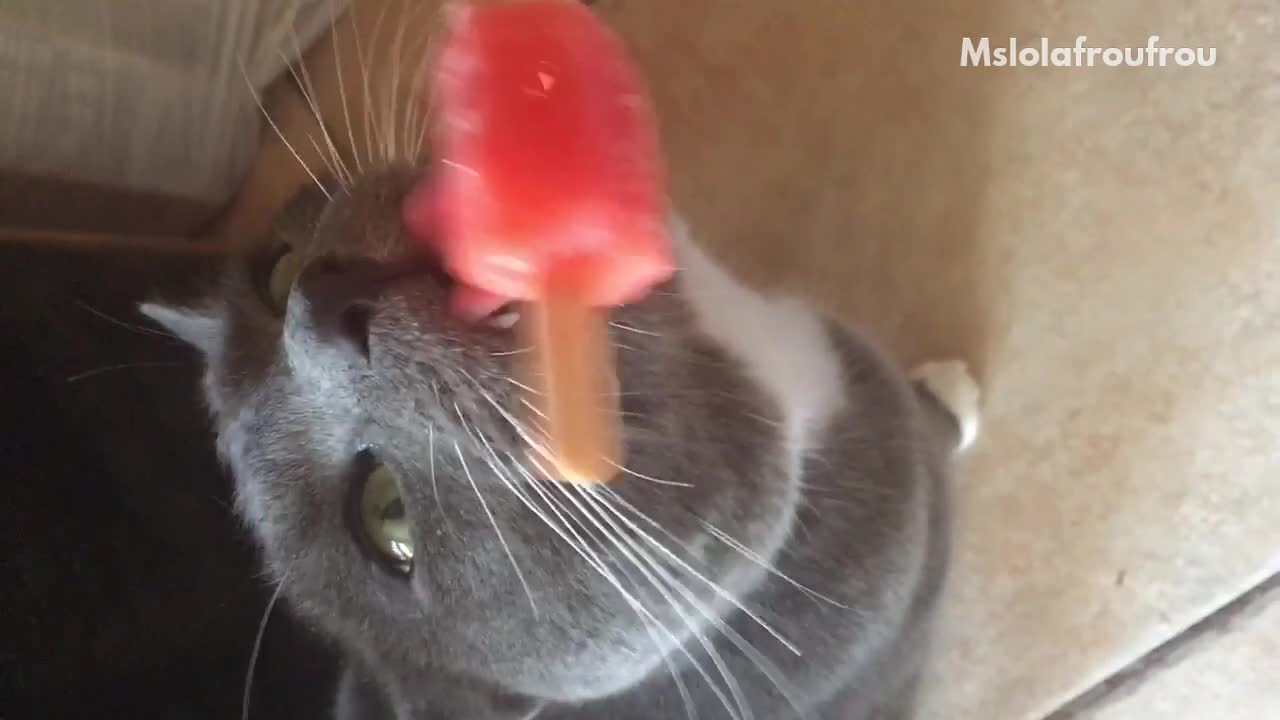 Cat licks red popsicle