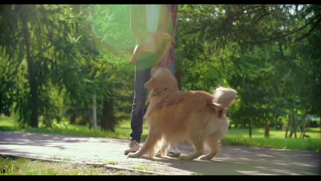 The dog is playing with the owner in a beautiful way