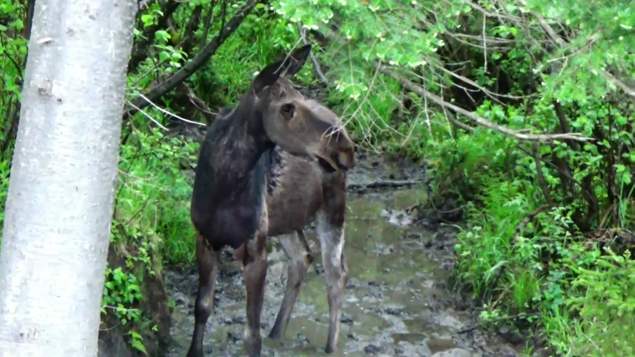 Mudhole Moose