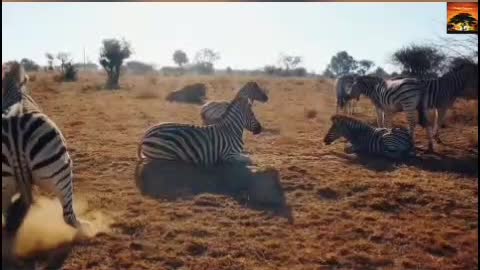 Animal Kingdom || Wildlife Kingdom || Super funny animal videos.