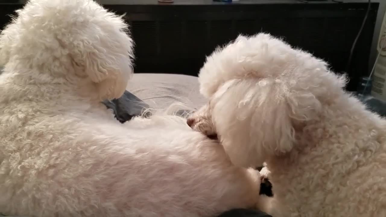 cute funny puppies doing funny things 🤣🤣