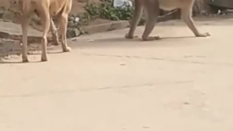 Dog confronts monkey on his business