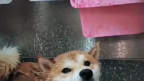 Top Funny Cute Dog Videos