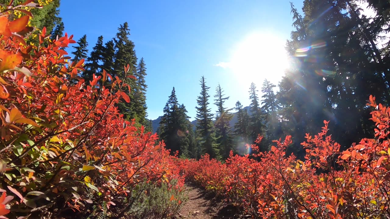 Out And About on Day 2 of Mineral Creek Trail, WA