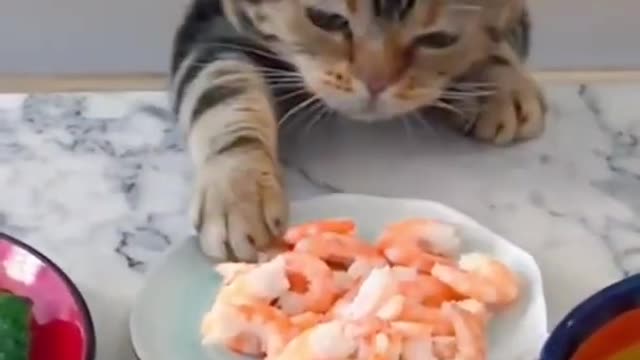 Cute cat make food new video