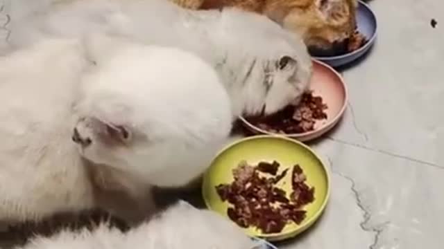 Cute Cats Short Videos