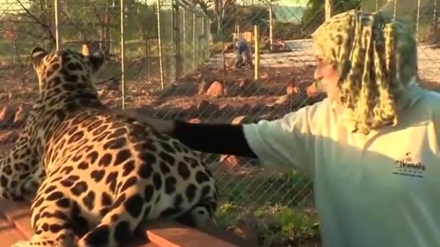 Dogs friends with Jaguar