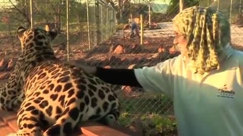 Dogs friends with Jaguar