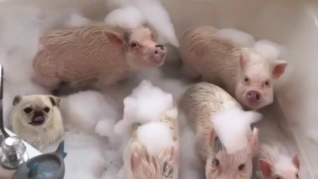 Give the piglets a bath, they will be really happy