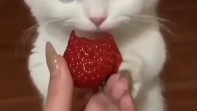 Cat eating 😍