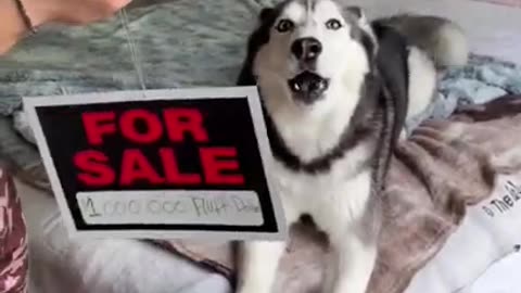 Meeka The Talking Husky Ate Daddy’s Cookies (She Got In Trouble)