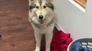 Stubborn Wolfdog Protests While Obeying Orders