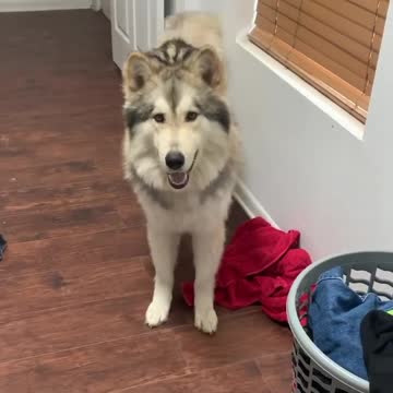 Stubborn Wolfdog Protests While Obeying Orders