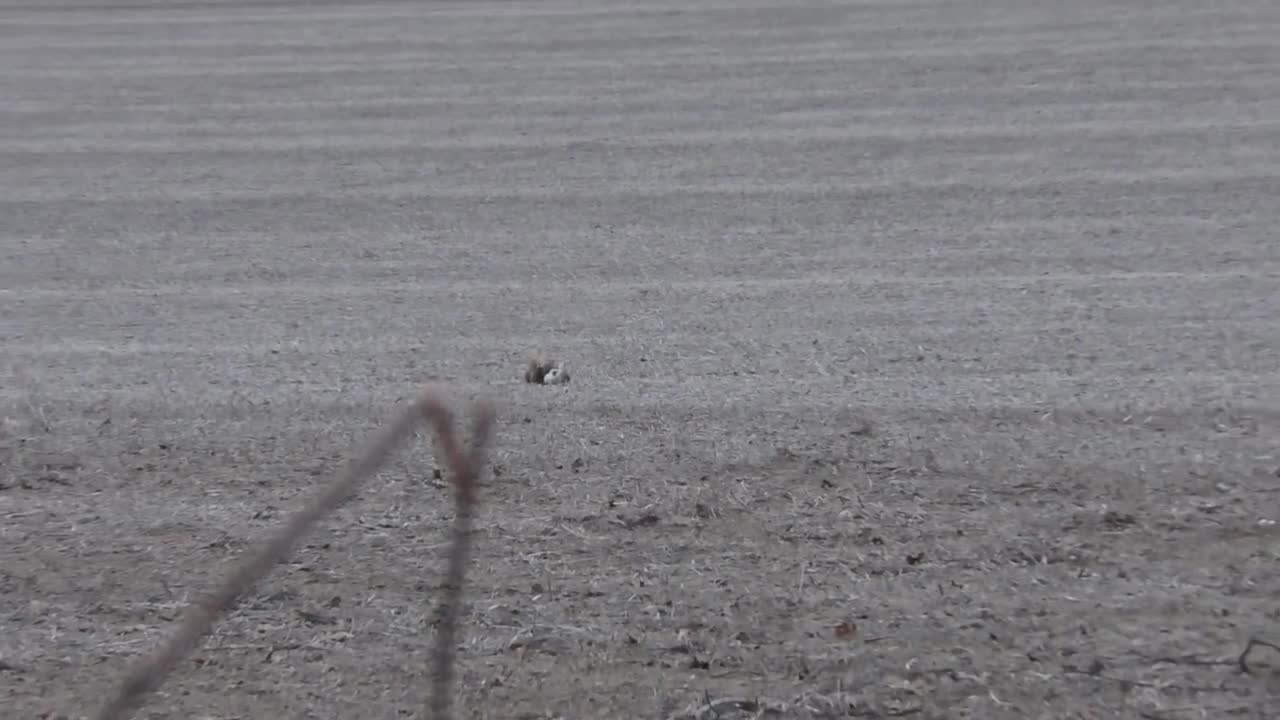 Bobcat called in on Coyote hunt