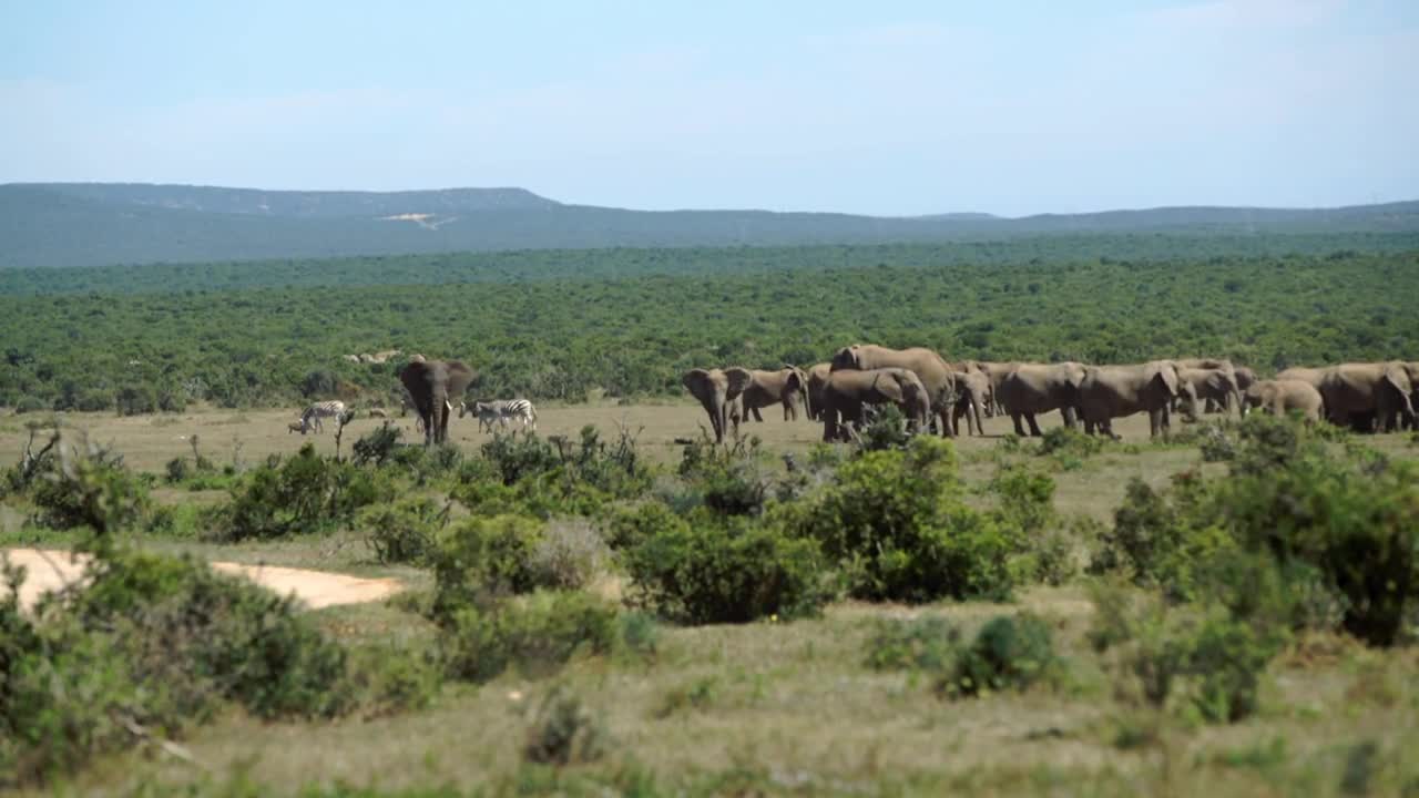 Big herd of elephants in Addo Elephant National Park South Africa