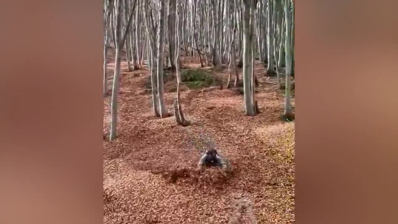 Watch this very funny video, Funny pet videos. laughing out loud