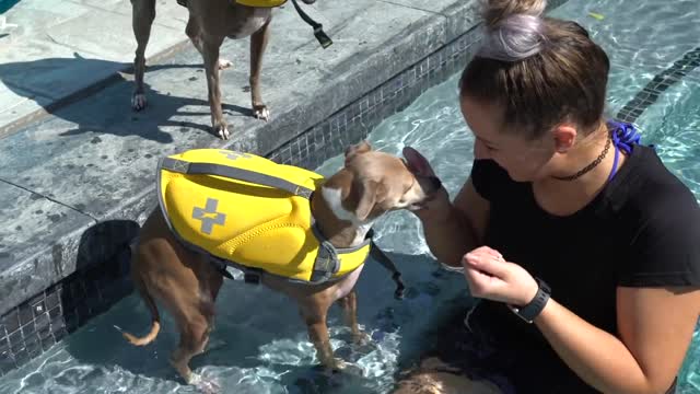 Teach My Dogs How To Swim😍❤