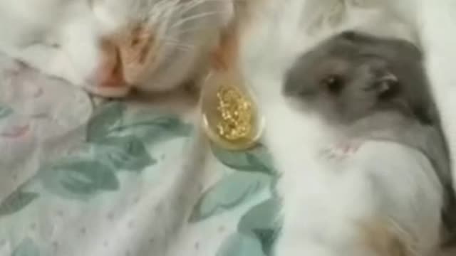 The kitten doesn't know it's shedding hair, it just wants to rub against you
