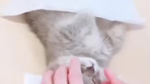 Cat having a day in SPA? Cutest thing you will see today!