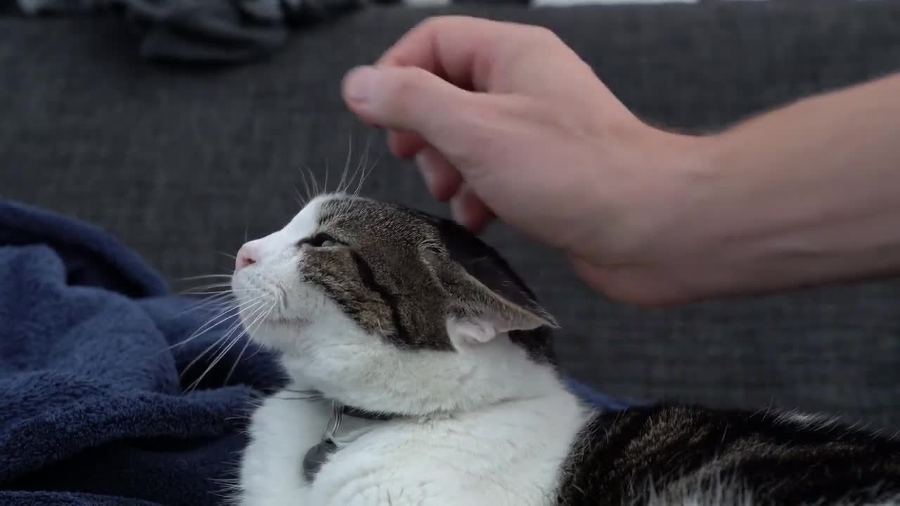 [CAT] How to Pet Your Cat