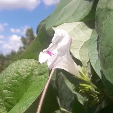 Morning Glory and Sky