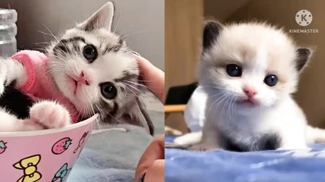 Nice New cute cat ☺️😺🐈 video