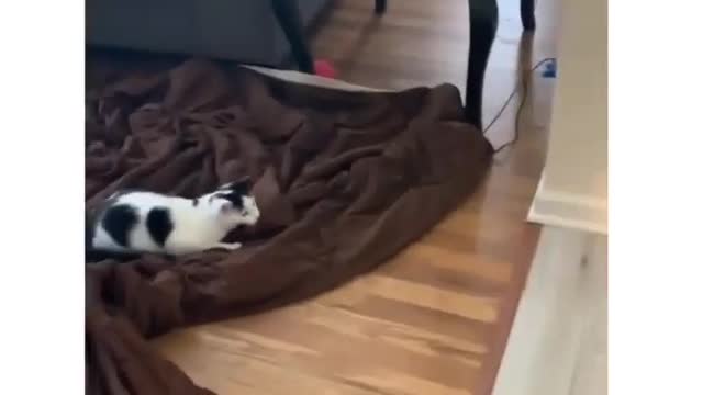 Funny cats video