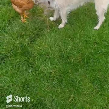 Luna and Goldi - tango!