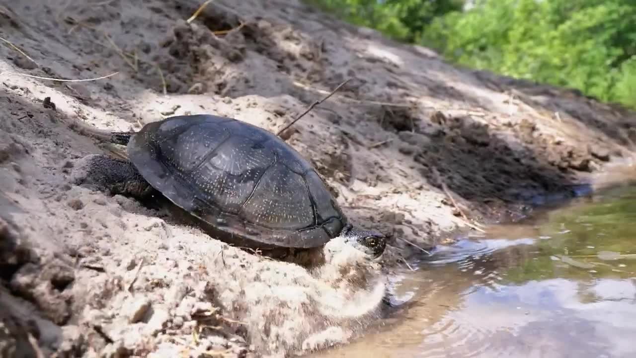 turtle getting into a river