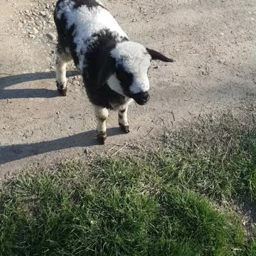 Little sheep think that is a dog and respond to her name when is called Georgi