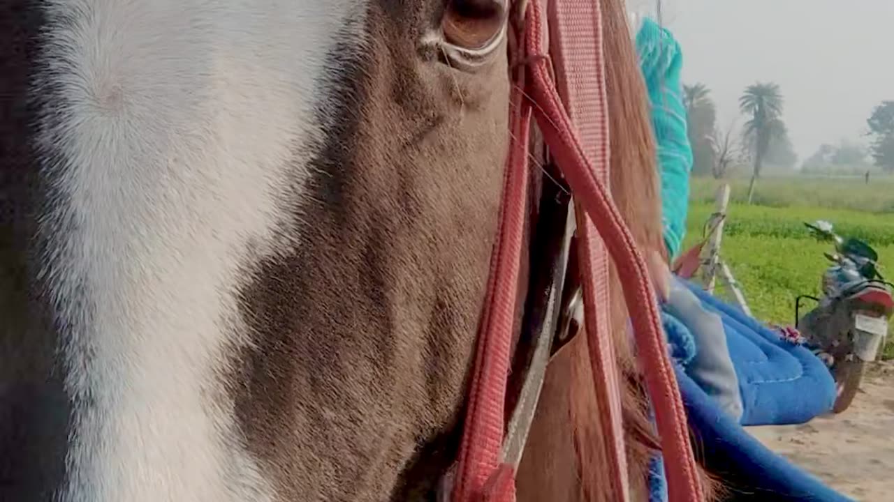 Horse funny videos with viral cute baby