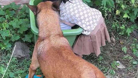 Very proudful dog puppies.😲😲