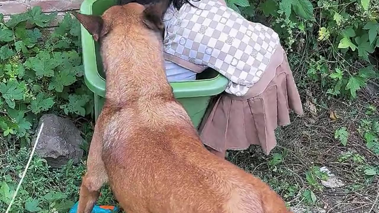 Very proudful dog puppies.😲😲