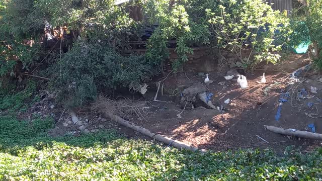 geese sunbathe in the morning