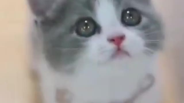 Cute baby cat