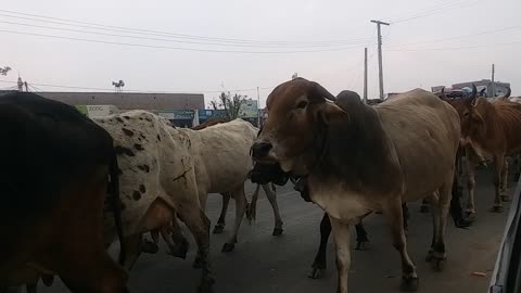 Cows going on the road