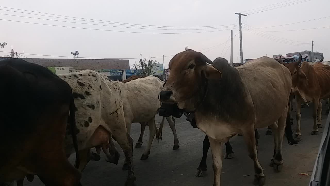 Cows going on the road