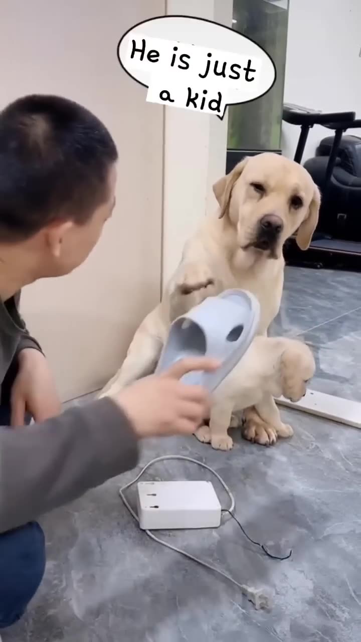 Animal funniest video