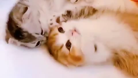 Cute cat video
