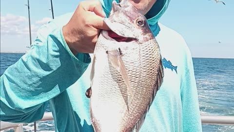 Giant porgie
