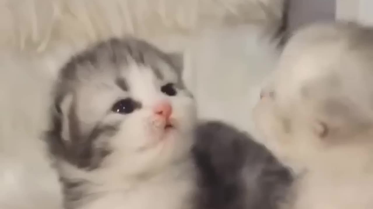 Funny Cat 😺😂 😂😂😂😂😂 video