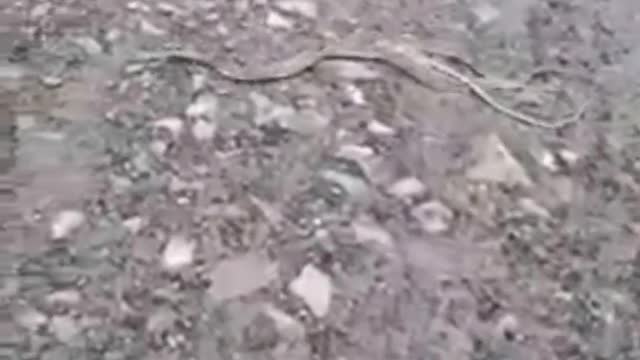 Unbelievable horrifying snakes