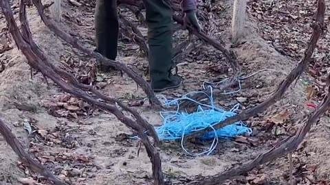 Removal of the grapevine placement skills - Routine Crafts